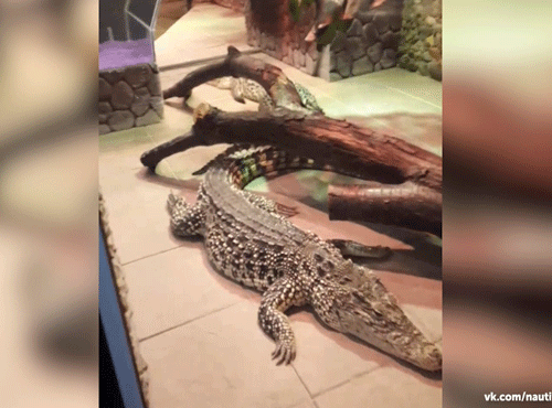 В Омск привезли кубинских крокодилов