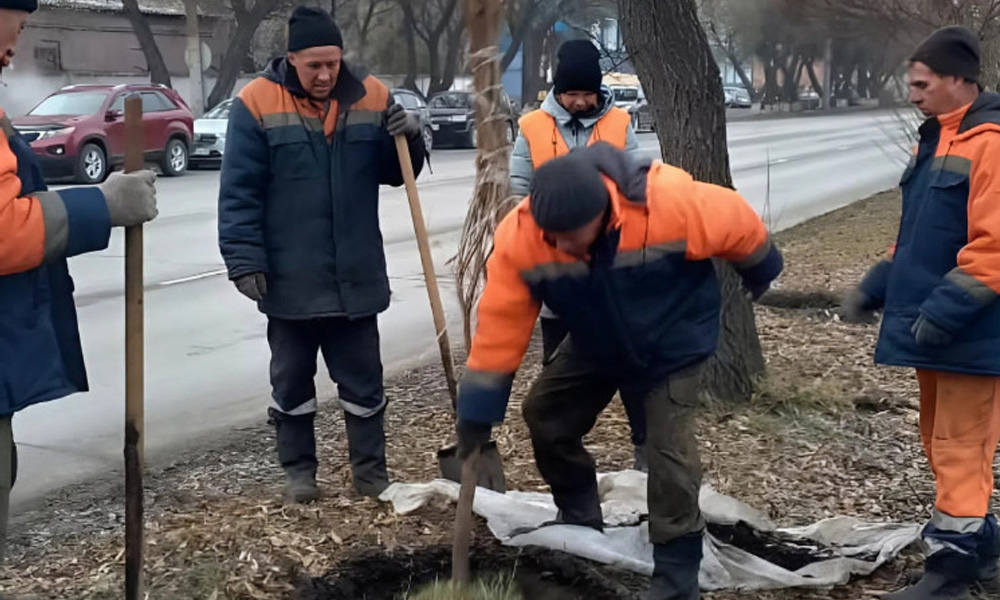 30 молодых ив высадили в Омске вдоль улицы Лизы Чайкиной