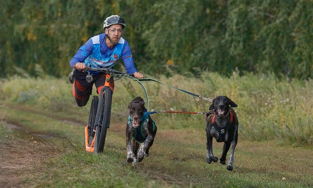 Омские спортсмены разыграли награды чемпионата и первенства региона по ездовому спорту 