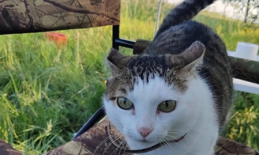 Кошка Елизавета Вторая охраняет от грызунов Омский планетарий 