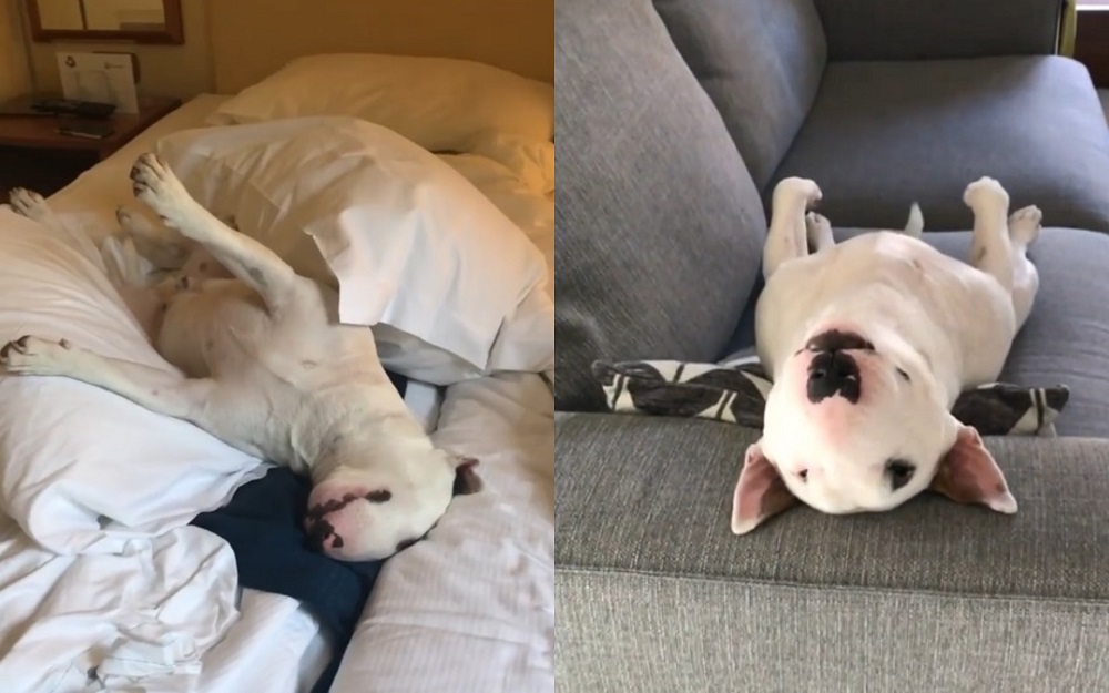 В Италии нашли самого ленивого пса на свете