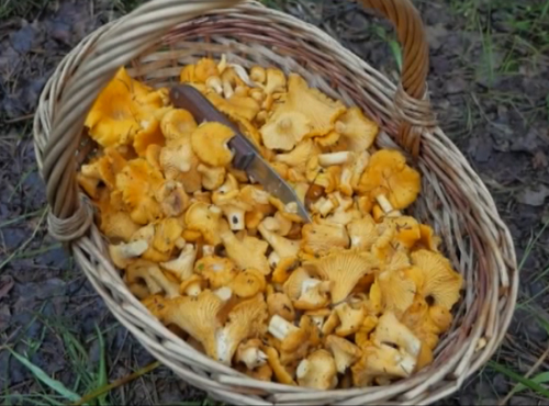 В омских лесах открылся сезон тихой охоты 