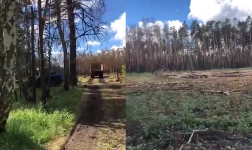 У омского санатория «Коммунальник» из-за лесного пожара вырубают сосны 