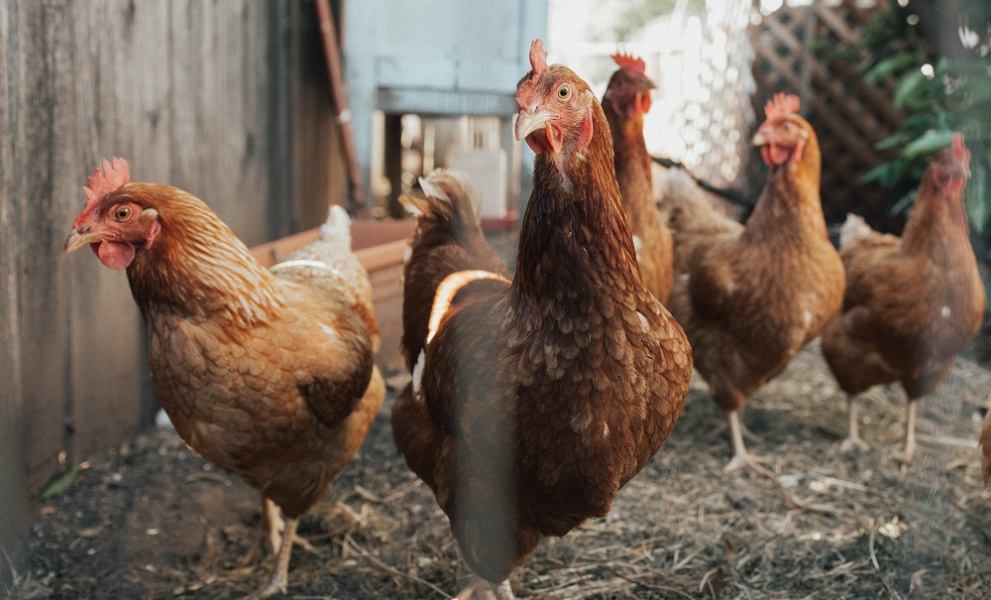Прокуратура взяла на контроль пожар на омской птицефабрике, где загорелось помётохранилище