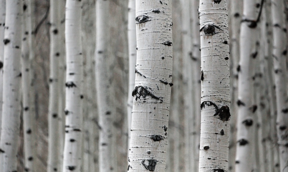 35-летний житель Омской области поплатился за незаконную вырубку берёз