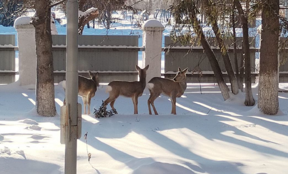 В Москаленском районе на территорию техникума забежали дикие косули