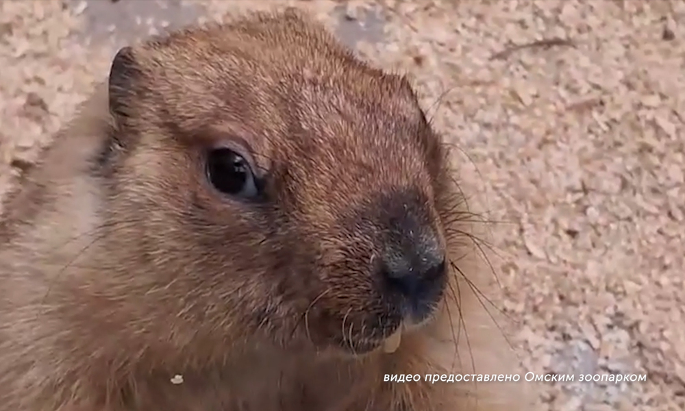 В День сурка сотрудники омского зоопарка пристально следили за вольерами зверьков