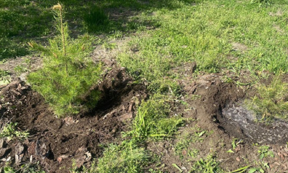 В сквере имени Панфилова высадили сосны и ели