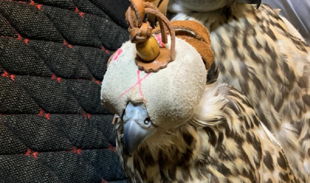 Стали известны подробности о краснокнижных птицах, которых омские пограничники не дали вывезти контрабандой