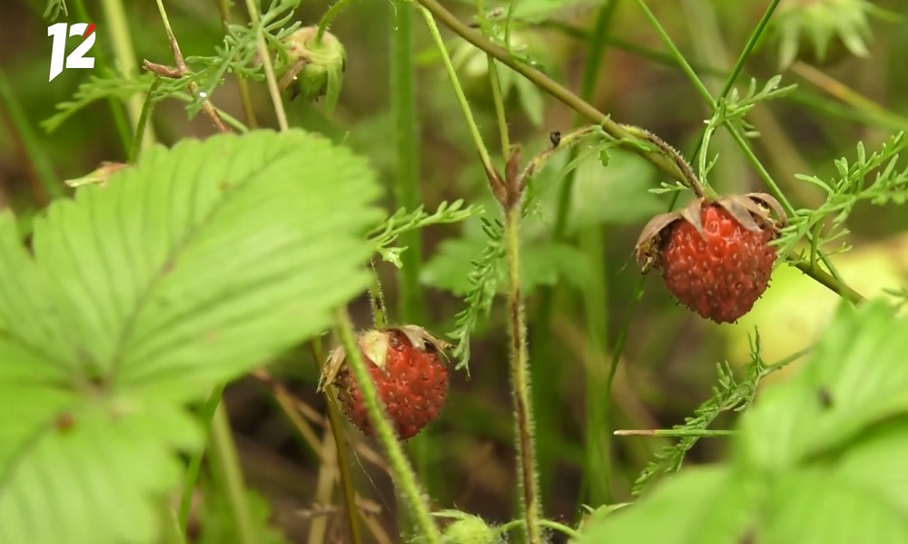 Омичи рассказали, где собирают землянику