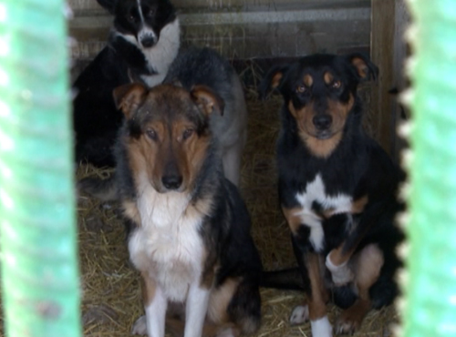 Омичи смогут сделать доброе дело для бездомных псов