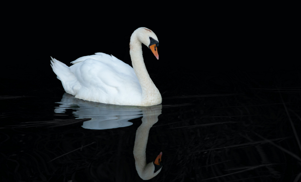 Омичей предупредили о штрафах за «спасение» лебедей из замерзающих водоёмов 