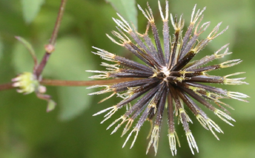 Вместе с цветочными семенами из Польши в Омск чуть не пробрался опасный сорняк, вырастающий почти до 2 метров
