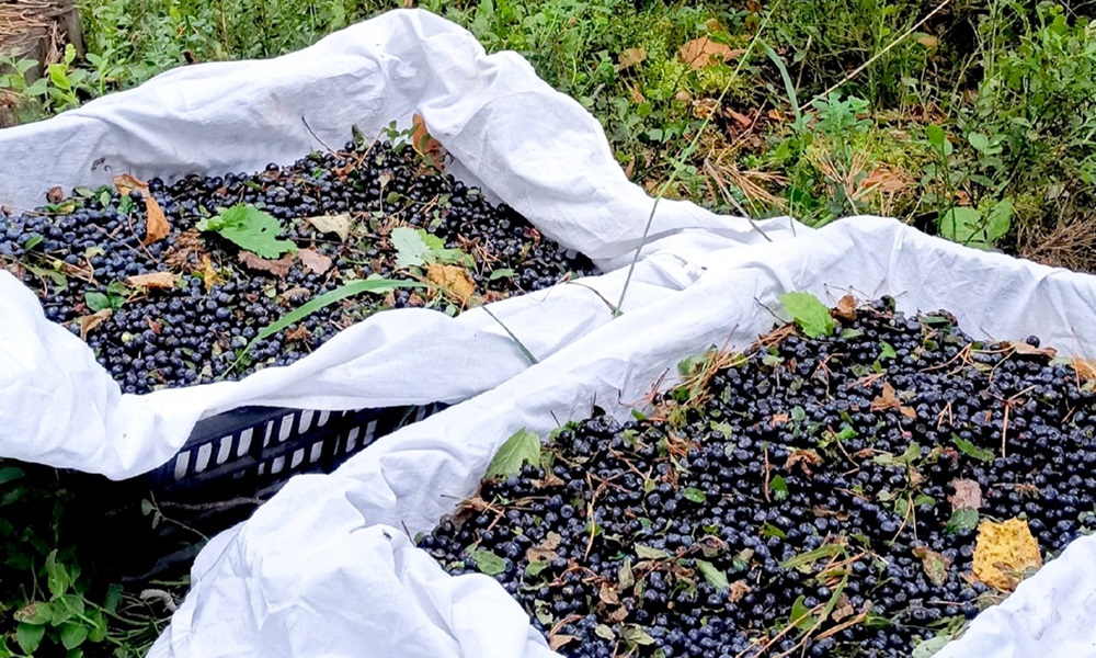 Омичи собирают в лесах чернику