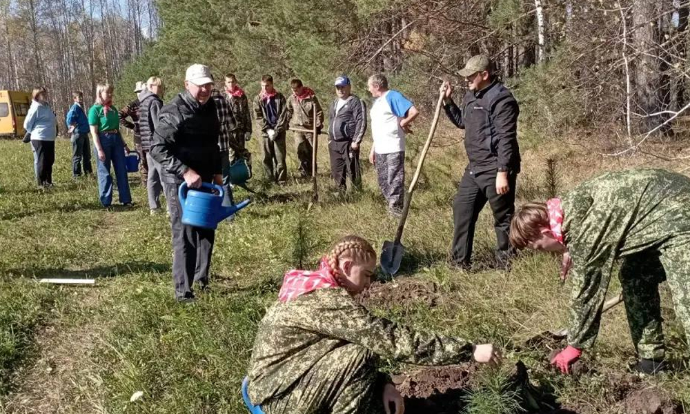 Школьники Омской области высадили сосны и кедры в рамках акции «Сохраним лес»