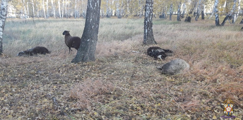 Серийных похитителей овец задержали в Омской области