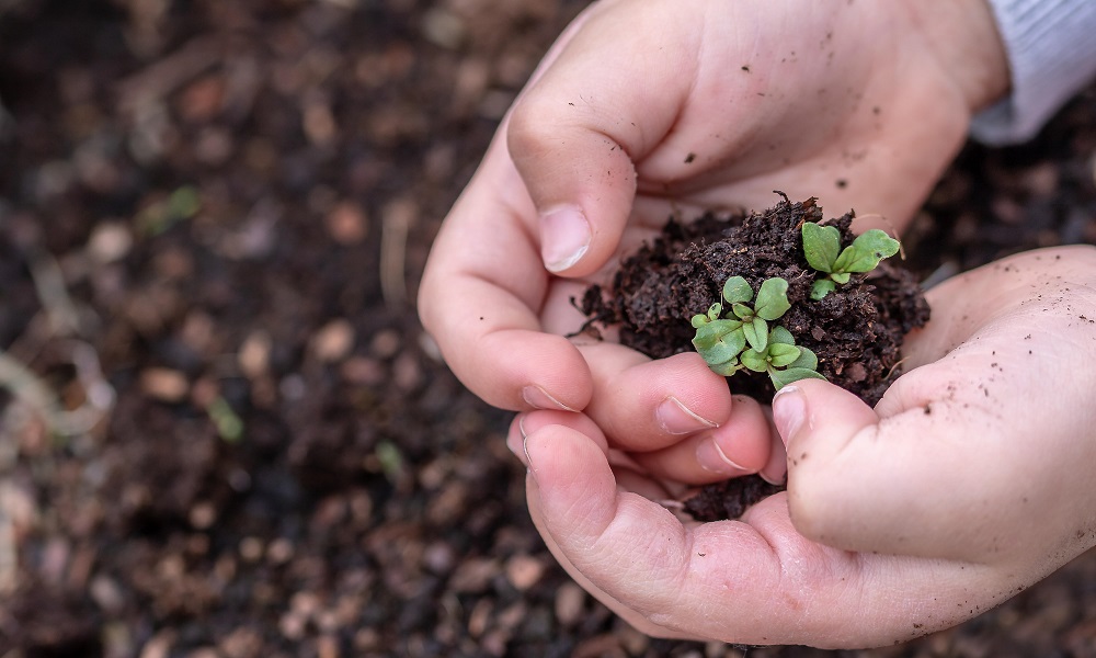 Возвращают Омску звание города-сада: больше полутора тысяч деревьев в эти выходные высадили горожане