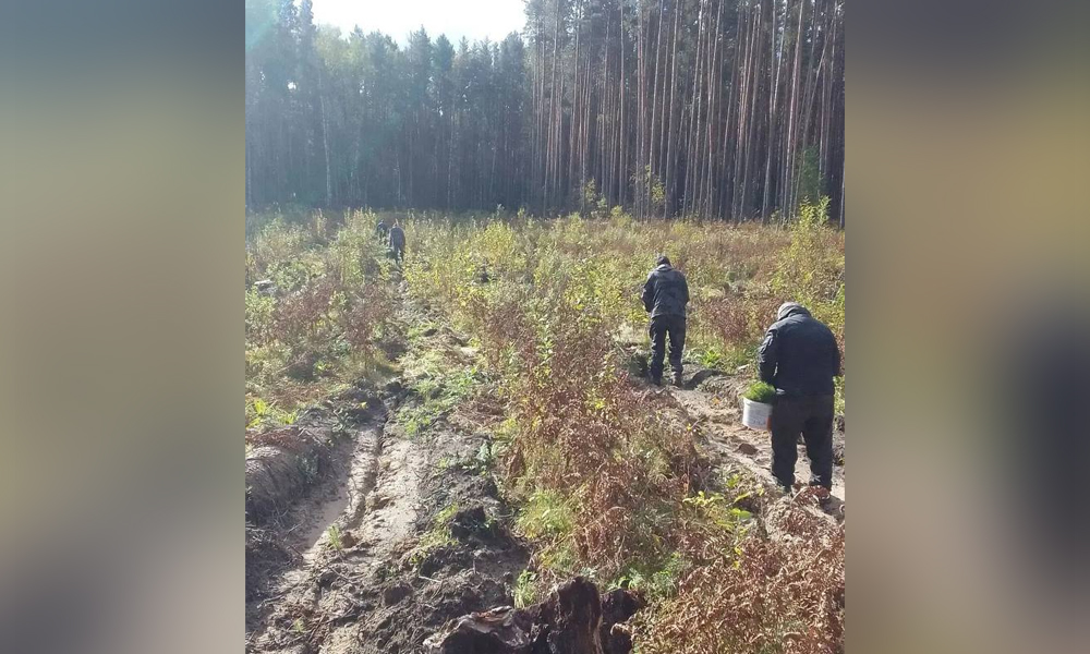 В районах Омской области высадили более 14 тысяч деревьев