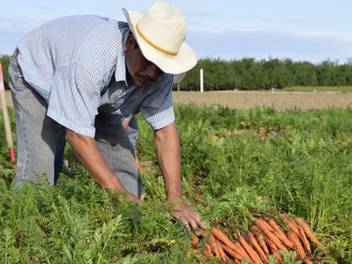 В Омске дачники устроили поножовщину из-за раздела земли