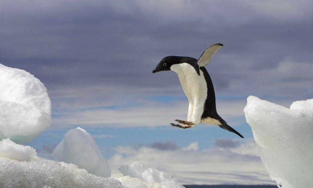 Сэндвич для левшей, тату на ушах и перелётные пингвины: история первоапрельских розыгрышей