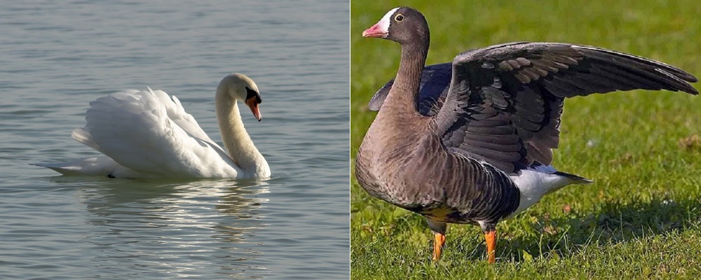  В Омской области браконьер застрелил двух редких птиц