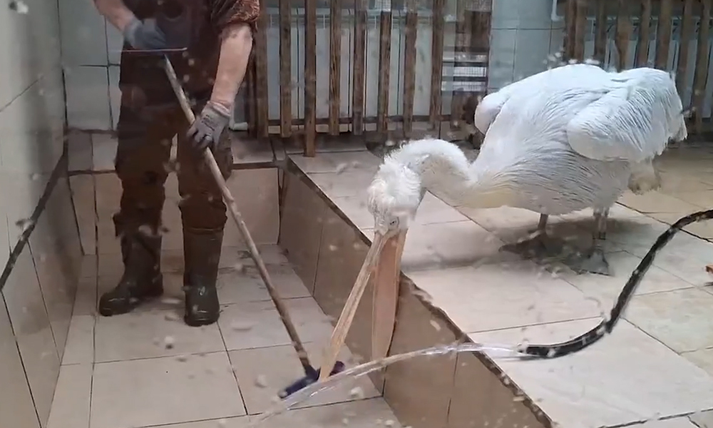 В Омском зоопарке сотрудники проводят уборку совместно с их подопечными — пеликанами