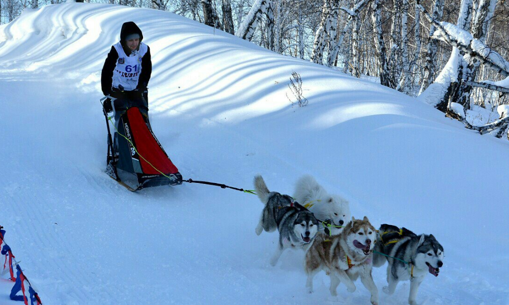 В Омске пройдут гонки на собачьих упряжках 