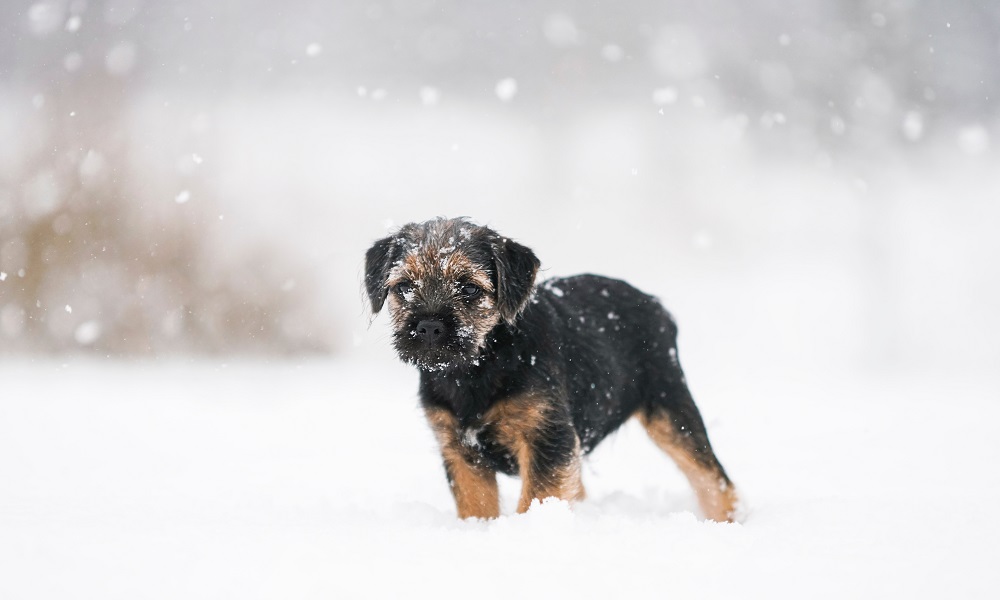 Вход с собаками запрещён: где омичи выгуливают своих домашних животных? 