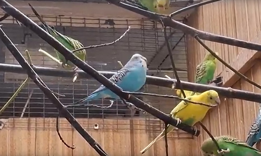 В Омском зоопарке показали волнистых попугаев