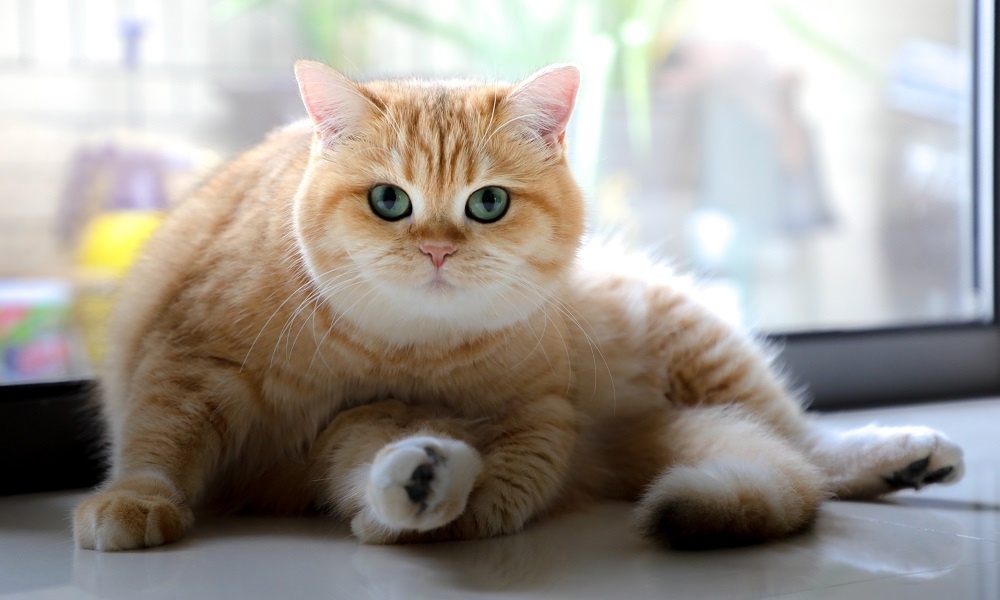 Две собаки и двадцать кошек: омичку через суд заставили прибрать квартиру с кучей питомцев 