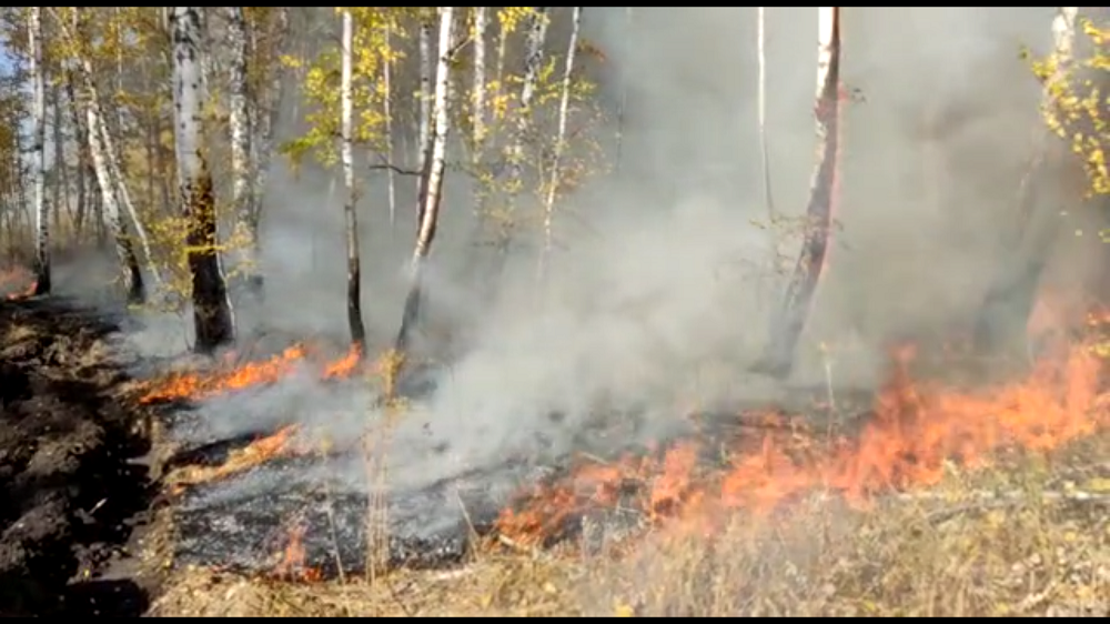 В Омской области 4 часа тушили лесной пожар, произошедший по вине людей 