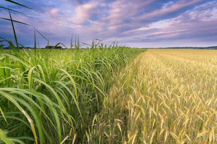 Омская область попала в ТОП-10 регионов по размеру сельхозугодий 