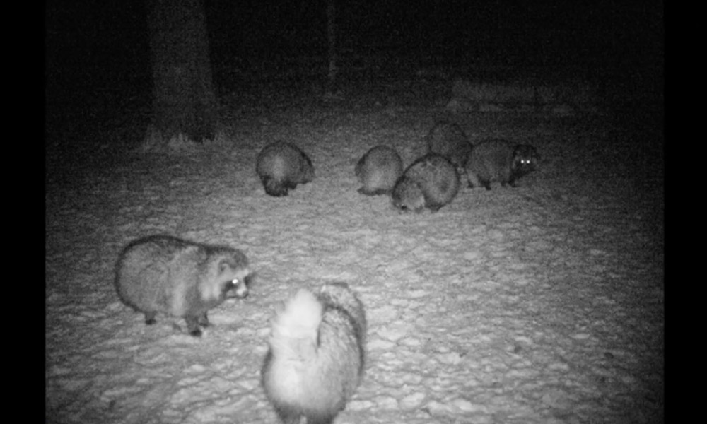 Омичам показали подготовку енотовидных собак к зимней спячке