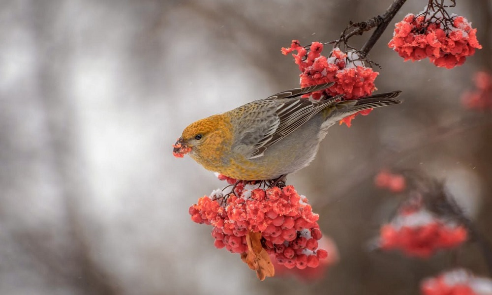 В омском дендросаду им. Гензе можно встретить редких птиц
