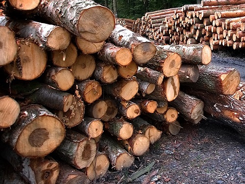 В Омской области вынесли приговор чёрному лесорубу