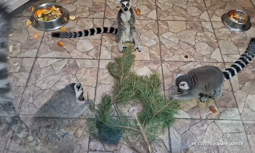 В очередь за новогодними ёлками выстроились обитатели омского зоопарка