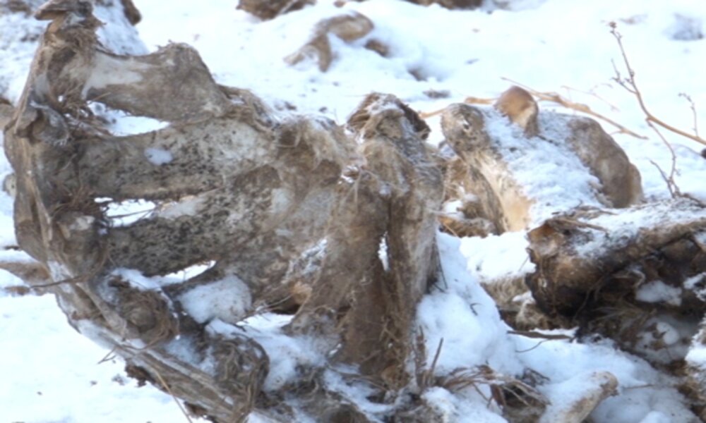 В Омской области ликвидируют незаконный скотомогильник 