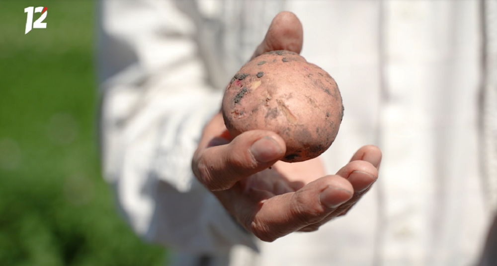 Виталий Хоценко сообщил, что в Омской области началась уборка картофеля и овощей