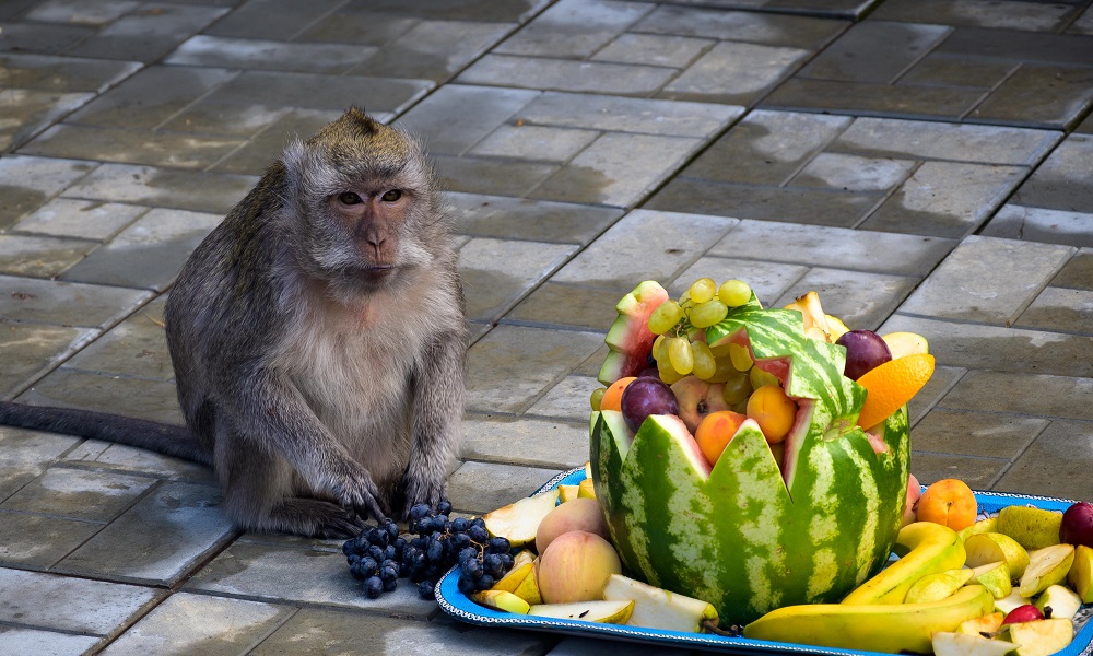 В эти выходные Большереченский зоопарк отметит свой день рождения