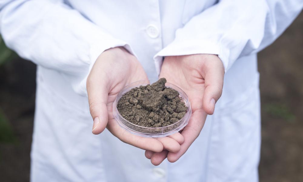 Почву в Омской области планируют исследовать на наличие сибирской язвы