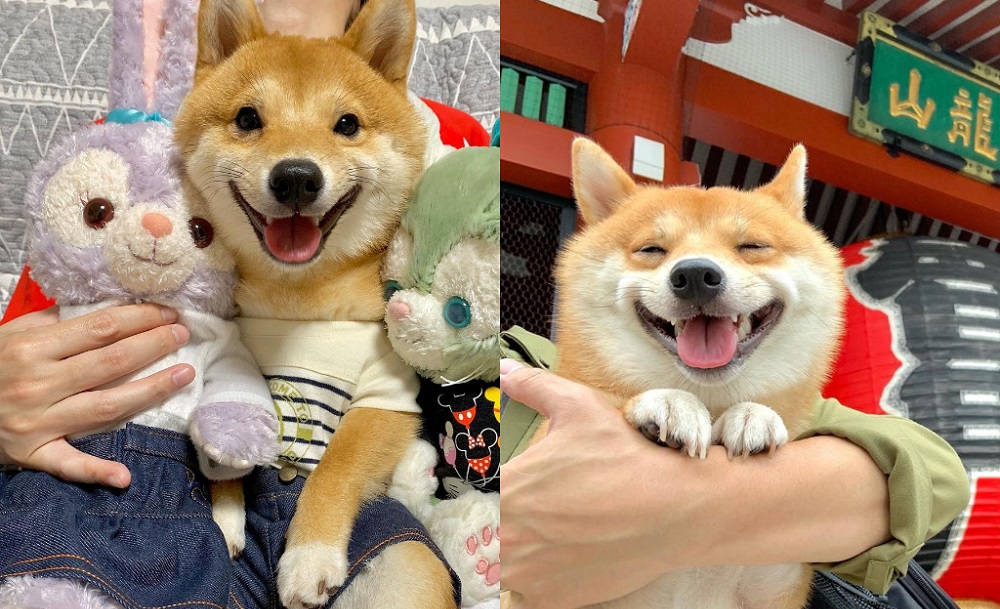 Всегда улыбчива и довольна: самая обаятельная собака в мире живёт в Японии