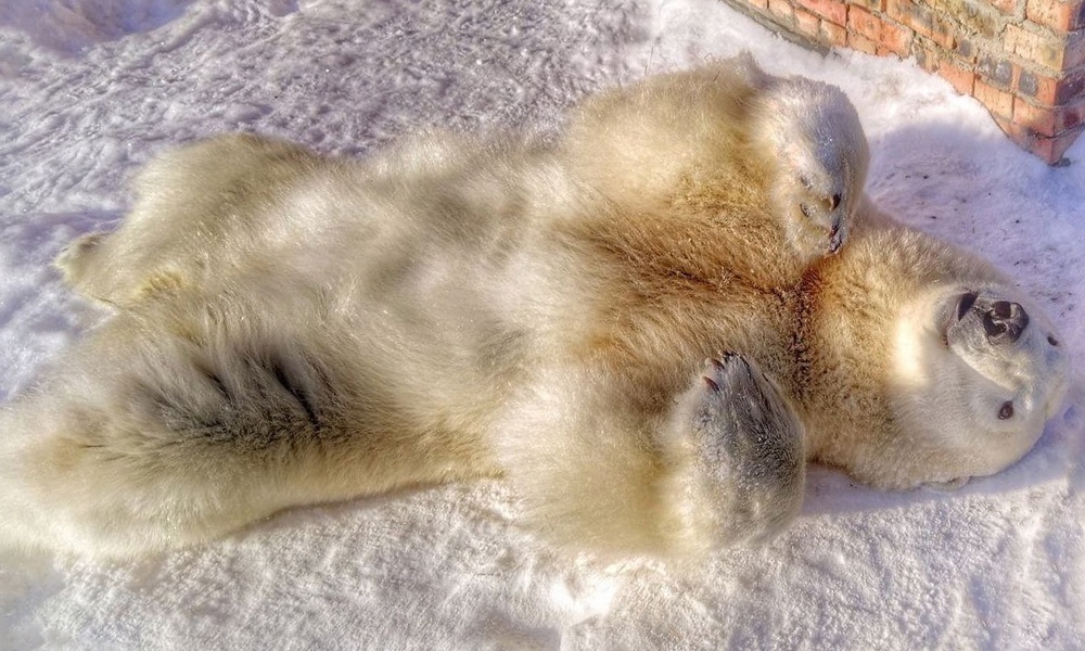 Омичей приглашают отметить Масленицу вместе с белой медведицей Забавой