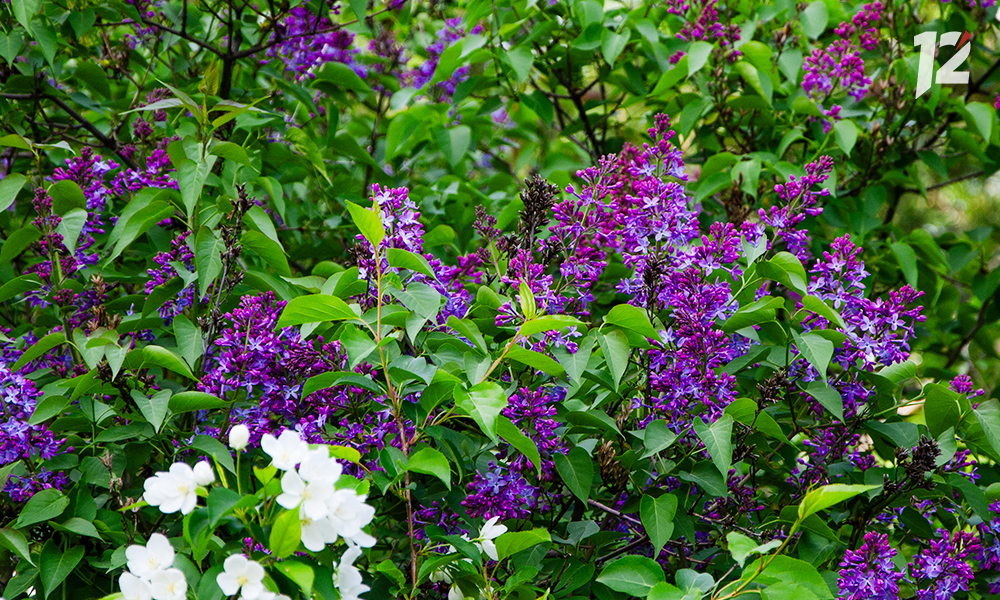 На Левобережье высадили сиреневый сад Победы