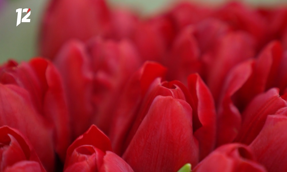 В Омске провели рейды по местам несанкционированной торговли цветами