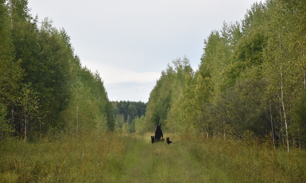 Инспектору омского Управления по охране животного мира удалось сфотографировать медвежью семью