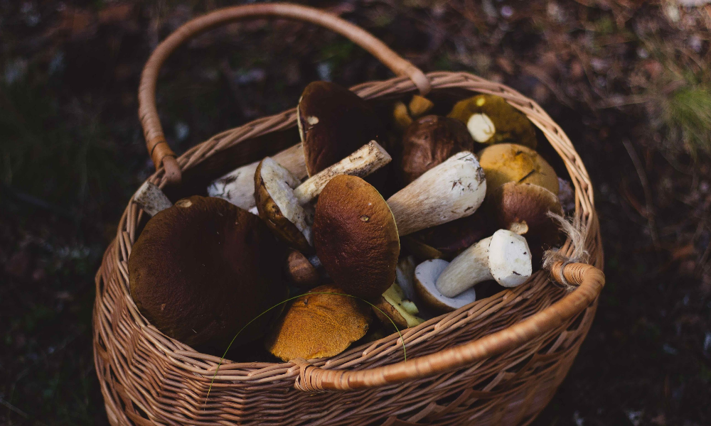 Тихая охота может обернуться громкими последствиями. В чём особенность отравления грибами? 