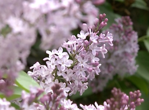 Омск может превратиться в экзотический город-сад