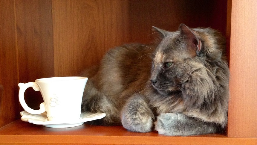  В Омске может появиться котокафе, где будут помогать бездомным животным