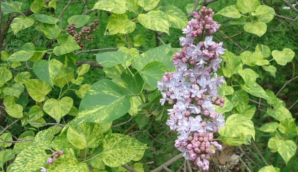 Омичи могут полюбоваться редкой сиренью сорта «Аукубафолия»
