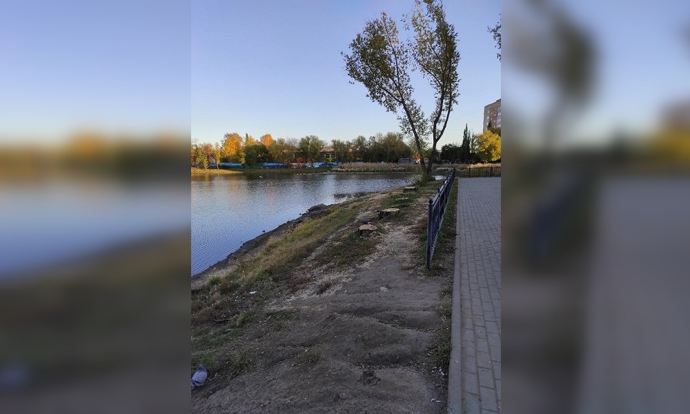 В Омске возле озера Кирпичка сухостойные ивы «пошли под спил»